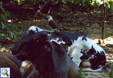 Gelbkopfkarakaras (Milvago chimachima) rastet auf einem Rind