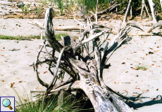 Toter Baum am Strand von Playa Tortuga