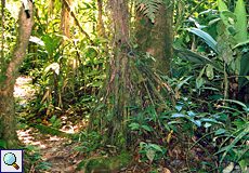 Wanderweg mit tropischer Vegetation im Braulio-Carrillo-Nationalpark