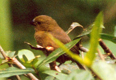 Weibliches Dunkelspelzer (Sporophila corvina)