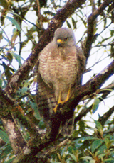 Wegebussard (Rupornis magnirostris)