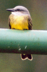 Schmalschnabel-Königstyrann (Western Kingbird, Tyrannus verticalis)