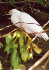 Schmuckreiher (Egretta thula)