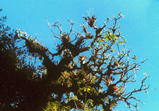 Baumkrone im Bergnebelwald