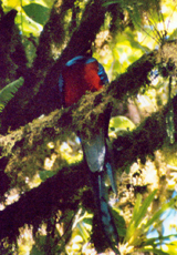 Männlicher Quetzal (Pharomachrus mocinno)