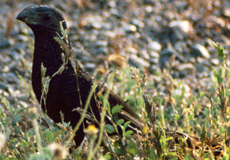 Riefenschnabelani (Crotophaga sulcirostris)