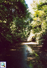 Flusslauf im Carara-Nationalpark
