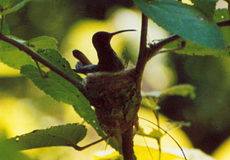 Kolibri auf seinem Nest