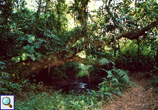 Wildnis an der Selva Verde Lodge