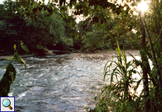 Der Sarapiquí-Fluss an der Selva Verde Lodge
