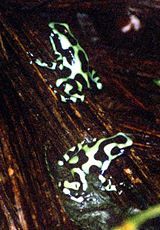 Zwei Goldbaumsteiger (Dendrobates auratus)