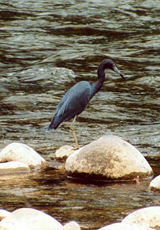 Blaureiher (Egretta caerulea)