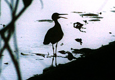 Silhouette einer rufenden Sonnenralle (Eurypyga helias)