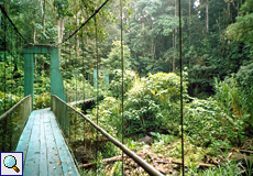 Hängebrückensystem an der Selva Verde Lodge