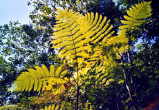 Baumfarn im botanischen Garten der Selva Verde Lodge
