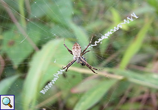 Jugendliche weibliche Silberspinne (Silver Argiope Spider, Argiope argentata)