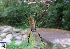 Weibliche Goldene Seidenspinne (Golden Orb-web Spider, Nephila clavipes)