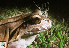 Südamerikanischer Ochsenfrosch (Savage's thin-toed frog, Leptodactylus savagei)