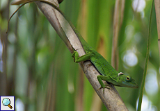 Anolis biporcatus (Neotropical Green Anole)