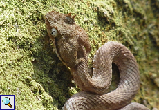 Greifschwanz-Lanzenotter (Eyelash Viper, Bothriechis schlegelii)