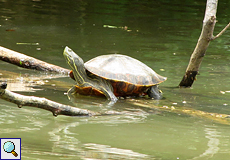 Rotwangen-Schmuckschildkröte (Meso-American Slider, Trachemys scripta)