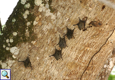 Große Sackflügel-Fledermäuse (Saccopteryx bilineata) am Río Frío