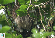 Fellknäuel in einem Baum: Hoffmann-Zweifingerfaultier (Hoffmann's Two-toed Sloth, Choloepus hoffmanni)