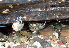 Ecuador-Landeinsiedlerkrebs (Hermit Crab, Coenobita compressus)