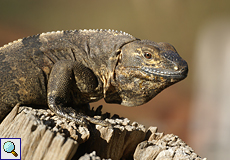 Gemeiner Schwarzleguan (Black Iguana, Ctenosaura similis)
