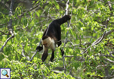 Panama-Kapuzineraffe (Panamanian white-faced Capuchin, Cebus imitator)