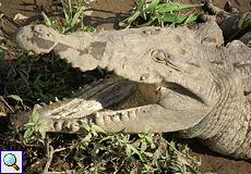 Spitzkrokodil (American Crocodile, Crocodylus acutus)