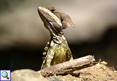 Männlicher Helmbasilisk (Jesus Christ Lizard, Basiliscus basiliscus)