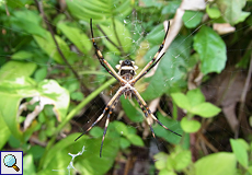 Silberspinne (Silver Argiope Spider, Argiope argentata), Weibchen