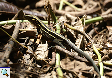 Vierstreifenameive (Four-lined Ameiva, Ameiva quadrilineata)