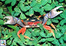 Lila Halloween-Landkrabbe (Purple Halloween Land Crab, Gecarcinus quadratus)