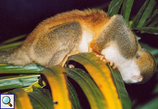 Rotrücken-Totenkopfaffe (Red-backed Squirrel Monkey, Saimiri oerstedii)