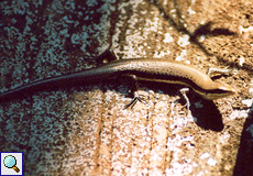 Sphenomorphus cherriei (Striped Litter Skink)