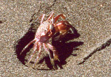 Pazifische Geisterkrabbe (Painted Ghost Crab, Ocypode gaudichaudii)