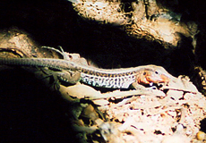 Regenbogen-Ameive (Rainbow Ameiva, Ameiva undulata)