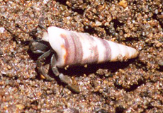 Ecuador-Landeinsiedlerkrebs (Hermit Crab, Coenobita compressus)