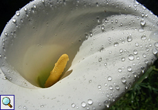 Blüte der Gewöhnlichen Calla (Zantedeschia aethiopica) auf dem Hotelgelände