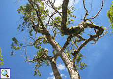 Baum mit Epiphyten (Aufsitzerpflanzen)