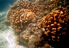 Unbestimmte Korallenart Nr. 1