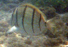 Gitter-Doktorfisch (Convit Surgeonfish, Acanthurus triostegus)