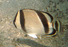 Ostpazifik-Falterfisch (Threebanded Butterflyfish, Chaetodon humeralis)