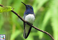 Männlicher Weißnackenkolibri (White-necked Jacobin, Florisuga mellivora)