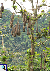Nester der Montezuma-Stirnvögel (Montezuma Oropendola, Psarocolius montezuma)