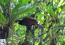 Montezumastirnvogel (Montezuma Oropendola, Psarocolius montezuma)