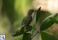 Augenring-Fliegenstecher (Paltry Tyrannulet, Zimmerius vilissimus)