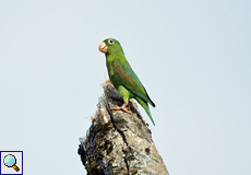 Tovisittich (Orange-chinned Parakeet, Brotogeris jugularis)